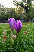 13th Oct 2020 - Colchicum Autumnale or naked ladies