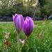 Colchicum Autumnale or naked ladies by boxplayer