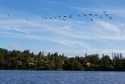 14th Oct 2020 - Incoming Geese