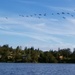 Incoming Geese by kimmer50
