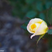 Fall rose by larrysphotos