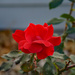 Fall rose 1 by larrysphotos