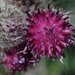 The woolly burdock (Arctium tomentosum) by kclaire