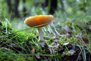 14th Oct 2020 - Little treasures of the Autumn woods 2