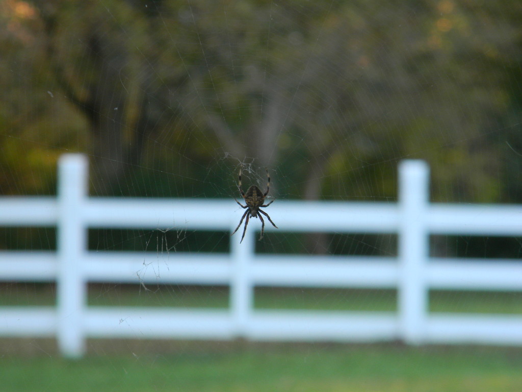 Spider in Web by sfeldphotos