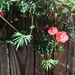 A Small Section of a Cardinal Vine by allie912