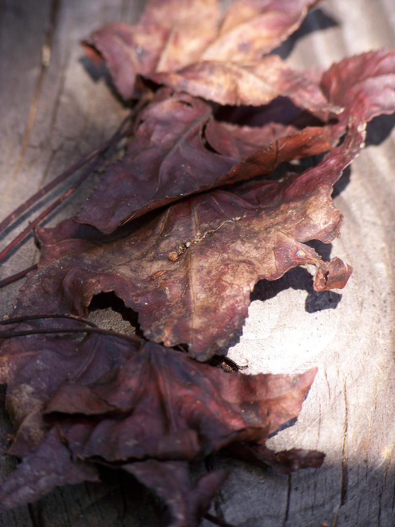 Dry maple leaves... by marlboromaam
