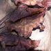 Dry maple leaves... by marlboromaam