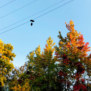 13th Oct 2020 - Shoes On A Wire
