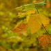 Mountain Maple by tosee