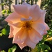 Illuminated rose by congaree