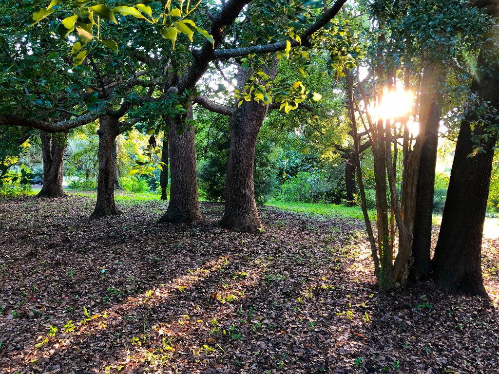 Late afternoon shadows by congaree