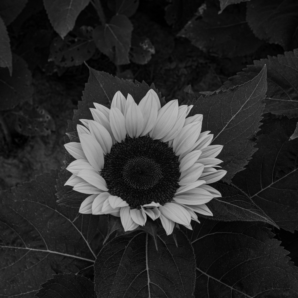 Sunflower by ramr