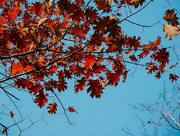 7th Oct 2020 - Oak leaves