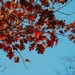 Oak leaves by dawnbjohnson2