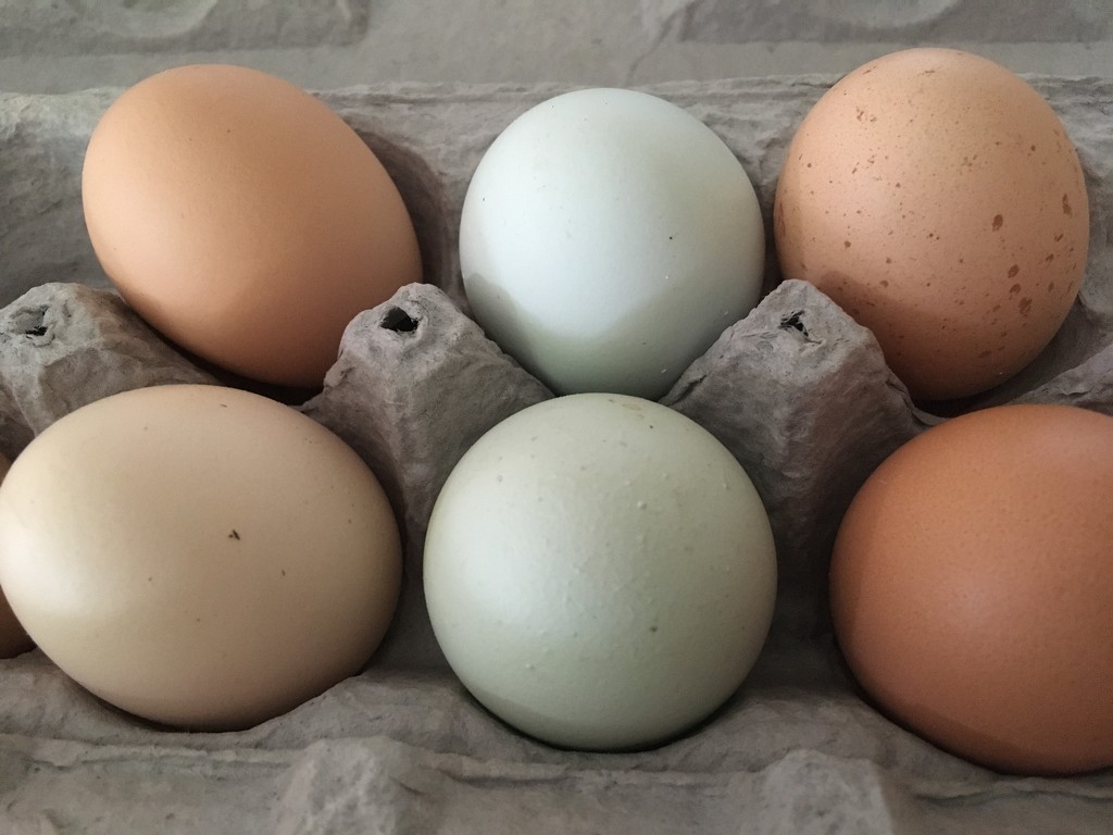 eggs from kristina’s chickens by wiesnerbeth