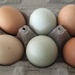 eggs from kristina’s chickens by wiesnerbeth