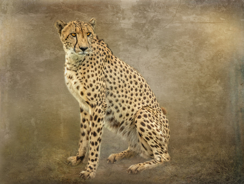 This Cheetah was posing nicely by ludwigsdiana