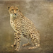 This Cheetah was posing nicely by ludwigsdiana