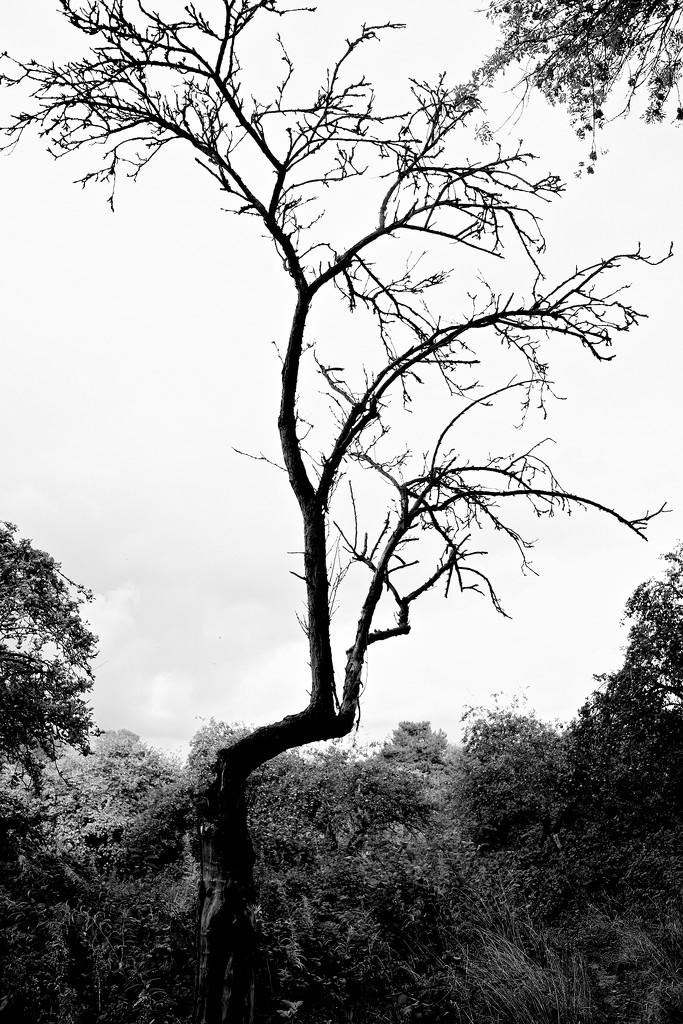 Apple Tree Skeleton by allsop