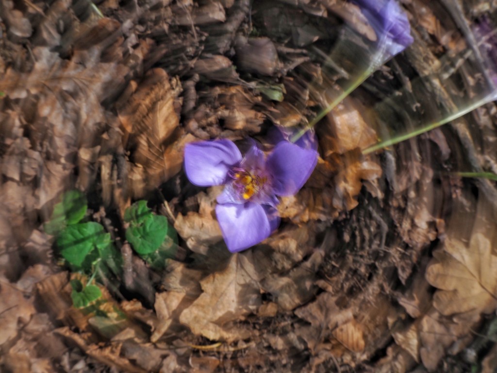 Crocus and dry leaves by monikozi