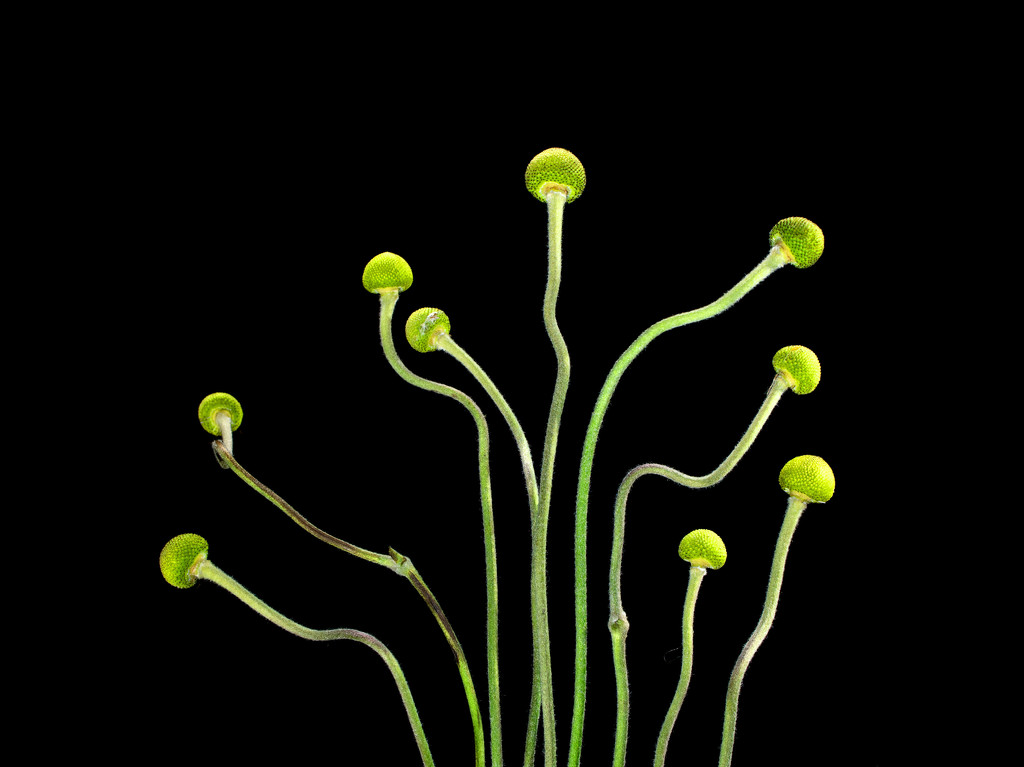 Wiggly anemone seed heads by jon_lip
