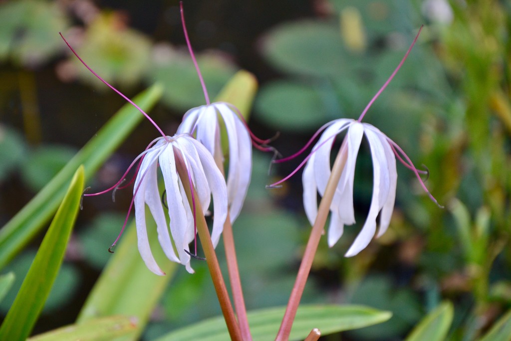 Swamp (Crinum) Lilies by louannwarren