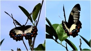 16th Oct 2020 - Butterfly Or Flutterby ~