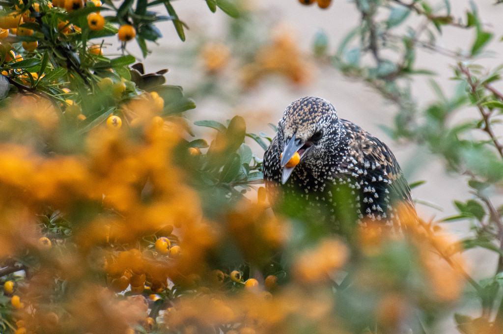 Birds with berries by stevejacob