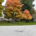 Orange tree, next subdivision