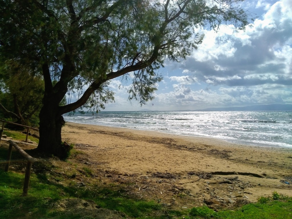 Beach Tree by countrylassie