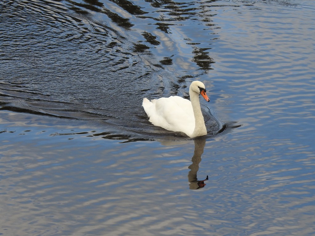 Swan on the River Wye by susiemc