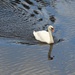 Swan on the River Wye by susiemc