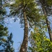 Big Pine by mgmurray