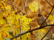 15th Oct 2020 - house sparrow on a branch