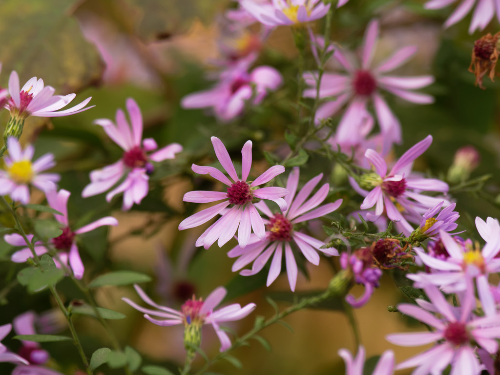 Drummond's asters by rminer