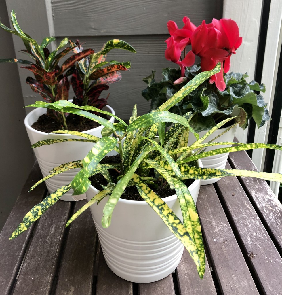 New Plants 🌱  by lisaconrad