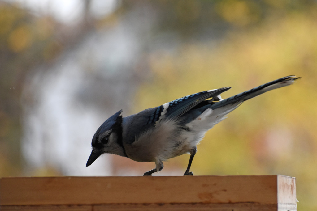 Bird Feeder Visitor by bjywamer