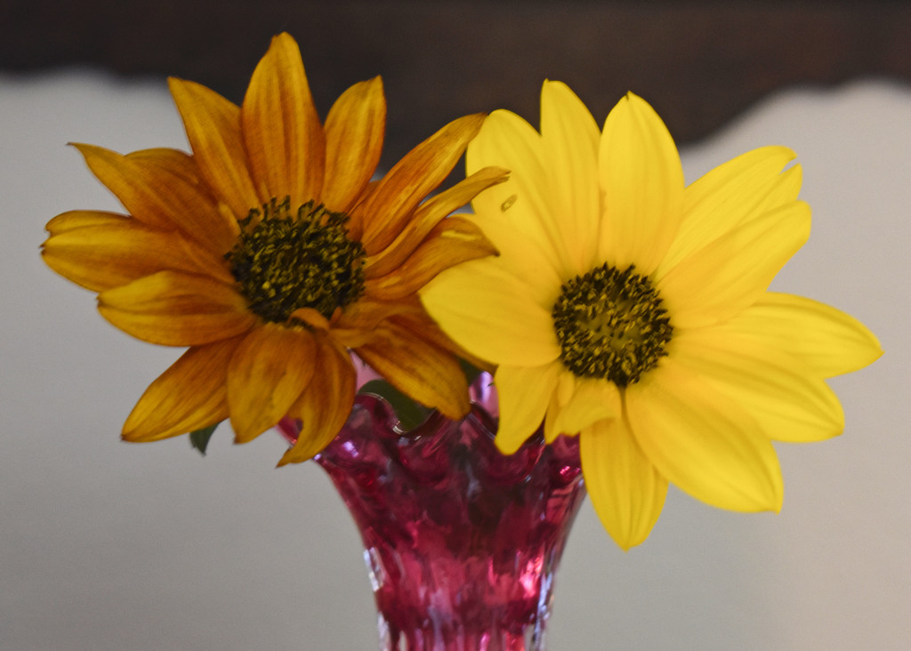 Final Two Sunflowers of the Season by bjywamer