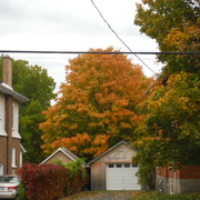 15th Oct 2020 - Autumn Colours, just before the Rain