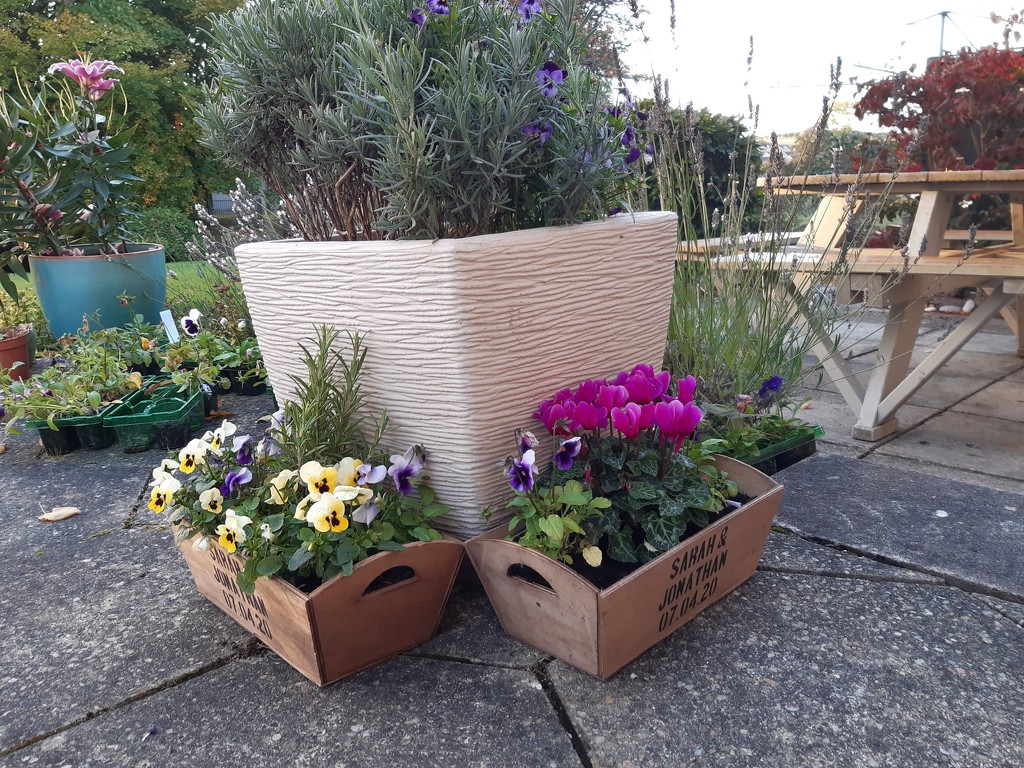 flower boxes shared by sarah19