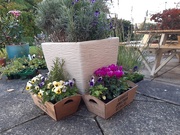 15th Oct 2020 - flower boxes shared