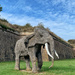 Elephant.  by cocobella