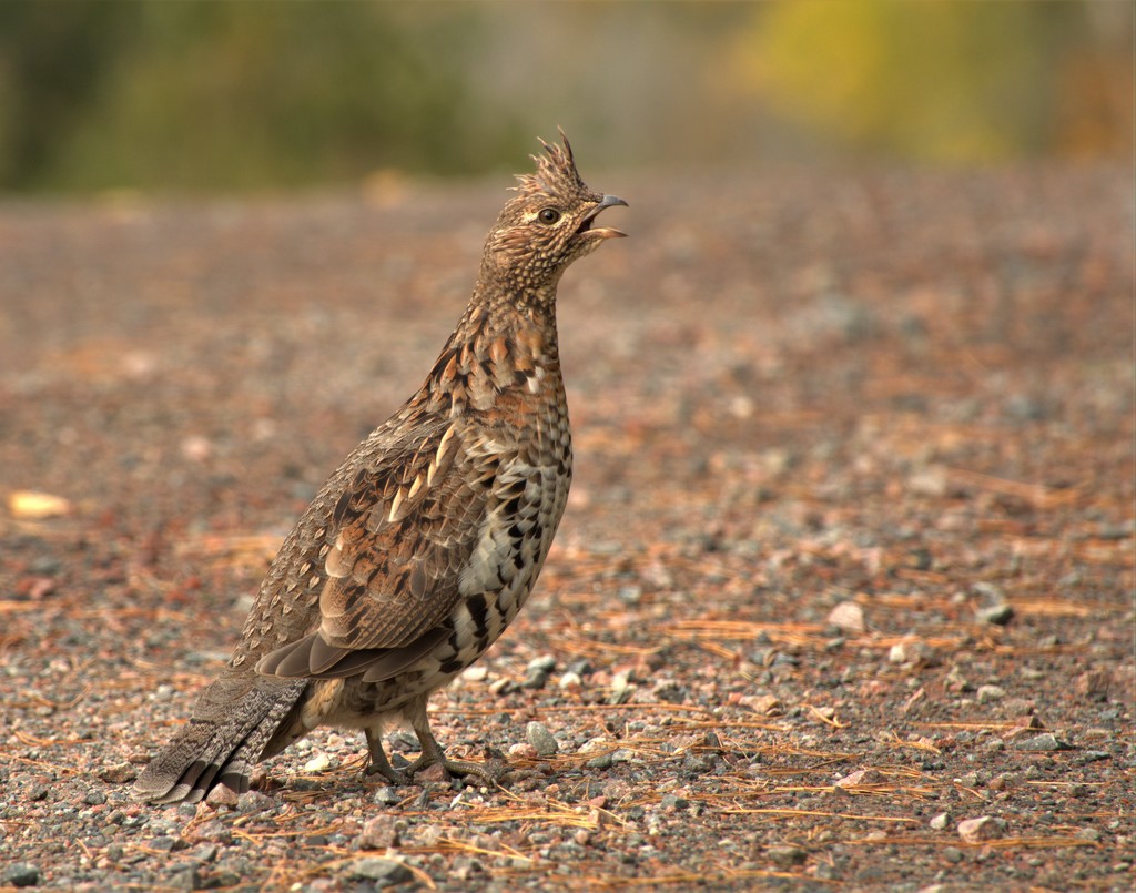 Ruffed Grouse by radiogirl