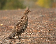 15th Oct 2020 - Ruffed Grouse