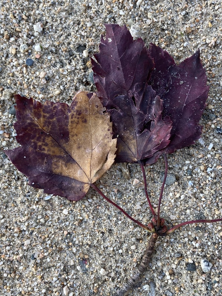 Have you ever seen a purple leaf in Autumn  by clay88