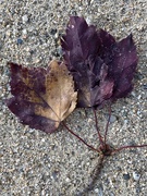 15th Oct 2020 - Have you ever seen a purple leaf in Autumn 