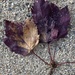Have you ever seen a purple leaf in Autumn  by clay88