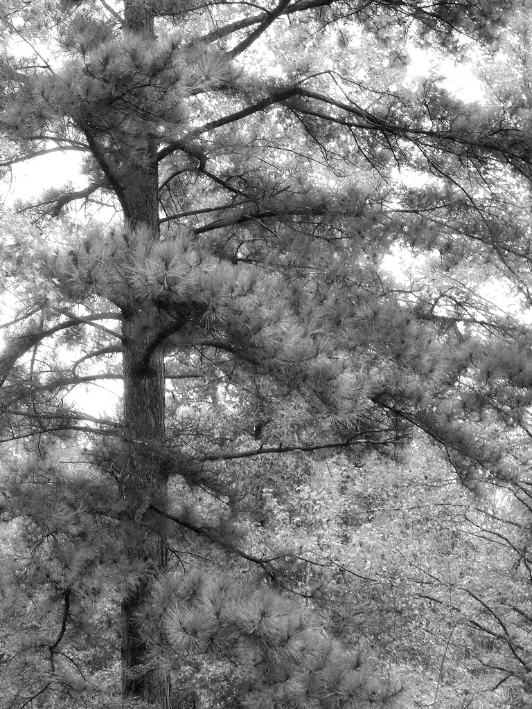 Carolina long needle pines... by marlboromaam