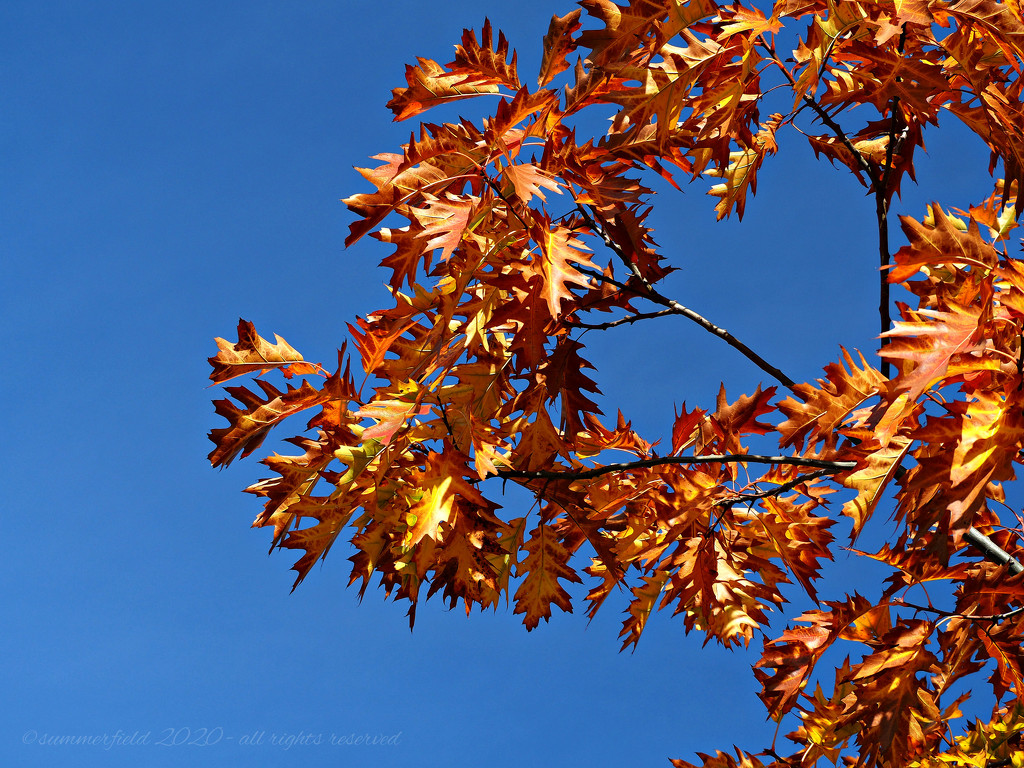 autumn gold by summerfield